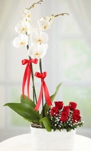 2 dall beyaz orkide ve 7 krmz gl  Ankara Beypazar Ayvak nternetten iek siparii 
