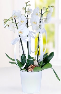 3 dall beyaz orkide  Ankara Beytepe Beypazar iek yolla