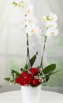 2 dall beyaz orkide 7 adet krmz gl  Ankara Beypazar 14 ubat sevgililer gn iek 