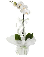 1 dal beyaz orkide iei  Ankara Beypazar Cumhuriyet mah. iek siparii