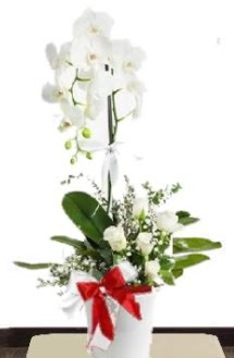 Tek dall beyaz orkide 5 beyaz gl  Ankara Beypazar Yeilaa iek siparii sitesi 