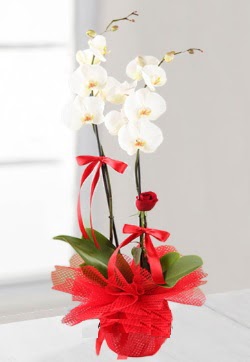 2 dall beyaz orkide ve 1 adet krmz gl  Ankara Beypazar anneler gn iek yolla 