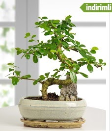 S eklinde ithal gerek bonsai japon aac  Ankara Beypazar Zafer mah. iek sat 
