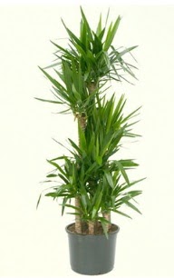 7 li yucca saks bitkisi  Ankara Rstempaa mah. iek servisi , ieki adresleri 