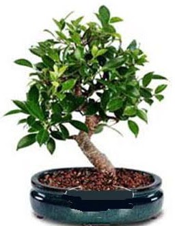 5 yanda japon aac bonsai bitkisi  Ankara Beypazar anneler gn iek yolla 