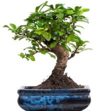 5 yanda japon aac bonsai bitkisi  Ankara Hackara Beypazar iek sat 