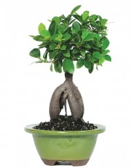 5 yanda japon aac bonsai bitkisi  Beypazar Kurtulu mah. Ankara cicek , cicekci 