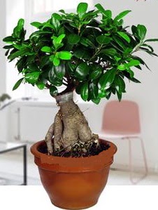 5 yanda japon aac bonsai bitkisi  Ankara Beytepe mah. Beypazar online iek gnderme sipari 