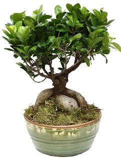 Japon aac bonsai saks bitkisi  Ankara Beypazar Kurtulu iekiler