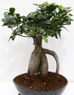 Japon aac bonsai saks bitkisi  Ankara Beytepe Beypazar iek yolla