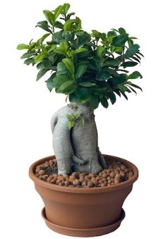 Japon aac bonsai saks bitkisi  Beypazar Cumhuriyet Ankara iek gnderme