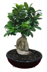 Japon aac bonsai saks bitkisi  Ankara Cumhuriyet Beypazar ucuz iek gnder 
