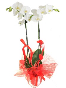 2 dall beyaz orkide bitkisi  Ankara Beypazar ieki adresleri telefonlar