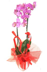 2 dall mor orkide bitkisi  Ankara Hackara Beypazar iek sat 