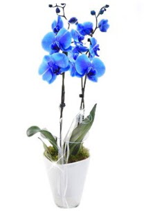 2 dall AILI mavi orkide  Ankara Hackara Beypazar iek sat 