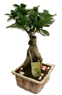Japon aac bonsai seramik saks  Ankara stiklal mah. iek maazas , ieki adresleri 