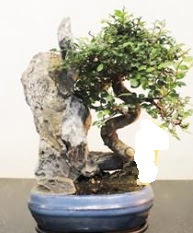 Japon aac bonsai saks bitkisi sat  Ankara Beypazar Zafer mah. iek sat 