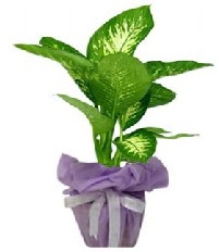 80 cm Byk boy Tropik saks bitkisi  Ankara Beypazar anneler gn iek yolla 