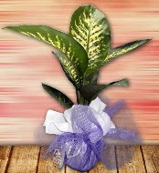 Orta boy Tropik saks bitkisi orta boy 65 cm  Ankara Rstempaa mah. iek servisi , ieki adresleri 