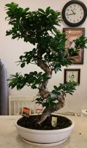 100 cm yksekliinde dev bonsai japon aac  Ankara Beypazar Kurtulu iekiler