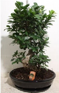 75 CM Ginseng bonsai Japon aac  Ankara Beypazar Ayvak nternetten iek siparii 