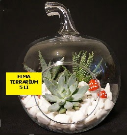 5 kaktsl Elma terrarium orta boy  Ankara Beytepe mah. Beypazar online iek gnderme sipari 