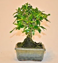 Zelco bonsai saks bitkisi  Ankara Rstempaa mah. iek servisi , ieki adresleri 