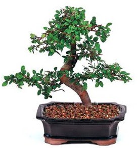 thal bonsai japon aac  Ankara Beypazar Yeilaa iek siparii sitesi 
