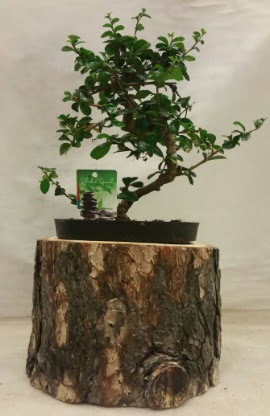 Doal ktk iinde bonsai japon aac  Ankara Beypazar Kurtulu iekiler