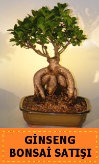 Ginseng bonsai sat japon aac  Beypazar Kurtulu mah. Ankara cicek , cicekci 