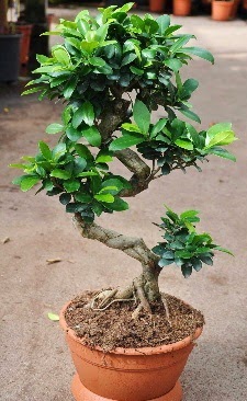 Orta boy bonsai saks bitkisi  Ankara Beypazar Gazipaa dn iekleri
