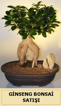 thal Ginseng bonsai sat japon aac  Ankara Beypazar Yeilaa iek siparii sitesi 