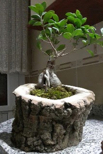 Ahap ktk ierisinde ginseng bonsai  Ankara Beypazar Gazipaa dn iekleri