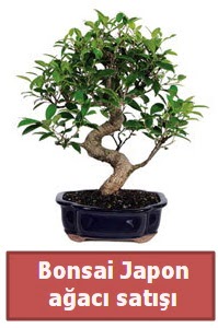 Japon aac bonsai sat  Ankara Beypazar Yeilaa iek siparii sitesi 