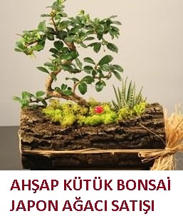 Ahap ktk ierisinde bonsai ve 3 kakts  Ankara Beypazar Rstempaa ieki maazas 
