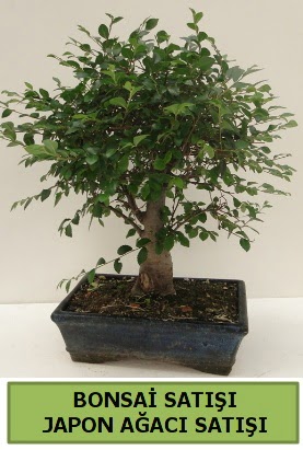 Minyatr bonsai japon aac sat  Ankara Baaa Beypazar iek gnder
