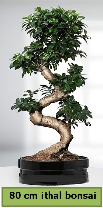 80 cm zel saksda bonsai bitkisi  Ankara Beypazar Gazipaa ieki telefonlar