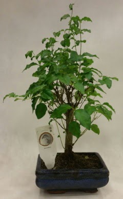 Minyatr bonsai japon aac sat  Ankara Beypazar Gazipaa ieki telefonlar