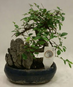 thal 1.ci kalite bonsai japon aac  Ankara Hackara Beypazar iek sat 