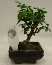 Kk minyatr bonsai japon aac  Beypazar Cumhuriyet Ankara iek gnderme