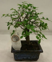 Minyatr ithal japon aac bonsai bitkisi  Ankara Hackara Beypazar iek sat 