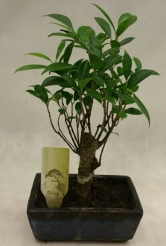 Japon aac bonsai bitkisi sat  Ankara Beypazar Gazipaa ieki telefonlar
