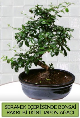 Seramik vazoda bonsai japon aac bitkisi  Ankara Beypazar Yeilaa iek siparii sitesi 