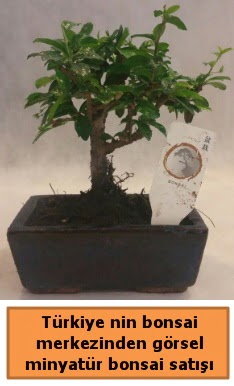Japon aac bonsai sat ithal grsel  Ankara Beytepe Beypazar iek yolla
