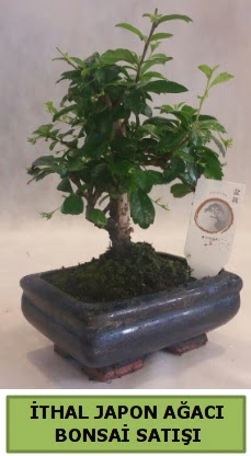 thal japon aac bonsai bitkisi sat  Ankara Beypazar Gazipaa ieki telefonlar