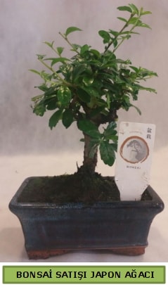 Minyatr bonsai aac sat  Beypazar Cumhuriyet Ankara iek gnderme