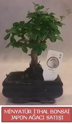 Kk grsel bonsai japon aac bitkisi  Ankara Beypazar stiklal iek , ieki , iekilik 