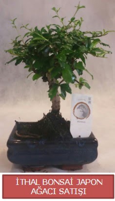 thal kk boy minyatr bonsai aa bitkisi  Ankara Beypazar Gazipaa ieki telefonlar