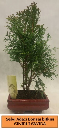 Selvi aac bonsai japon aac bitkisi  Ankara Hackara Beypazar iek sat 