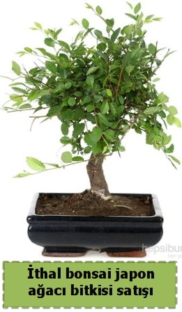 thal bonsai saks iei Japon aac sat  Ankara Beypazar Kurtulu iekiler